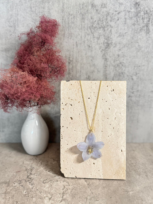 Delphinium