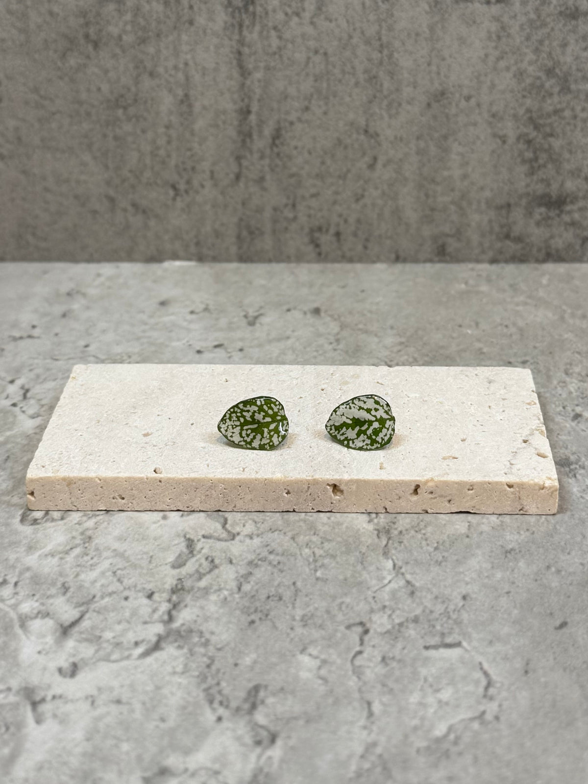 Hypoestes (s) Studs