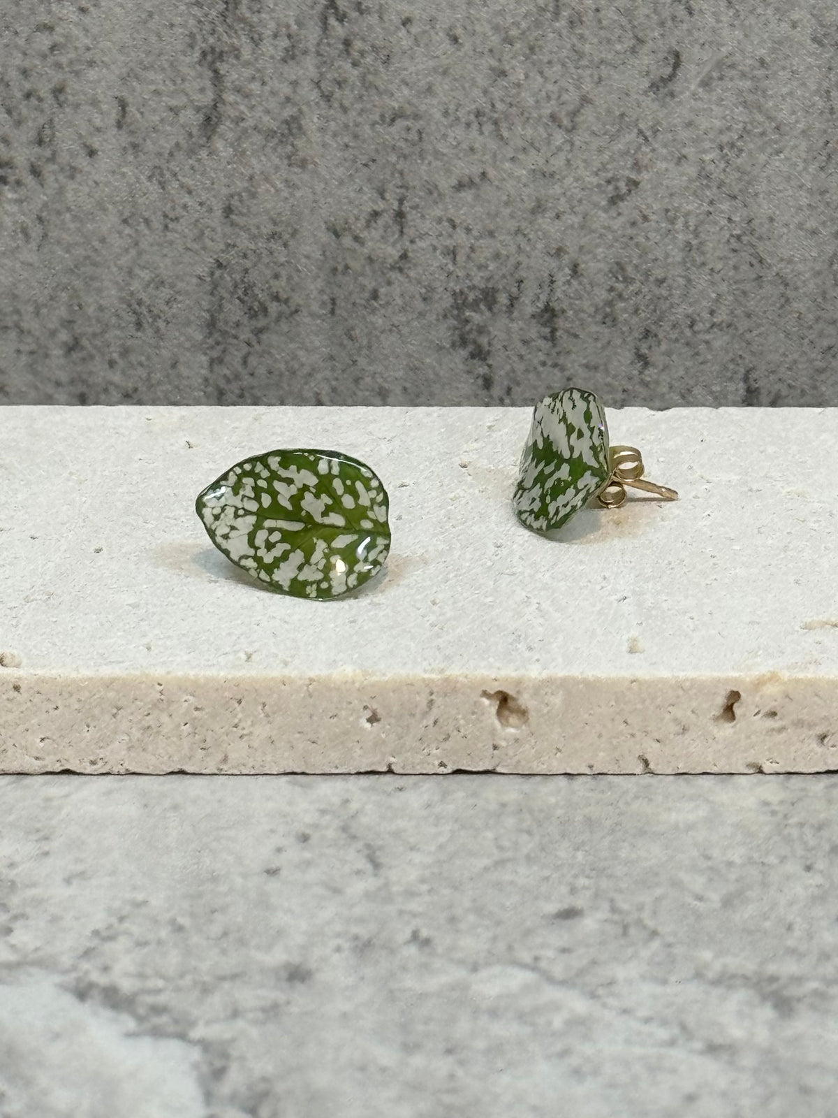 Hypoestes (s) Studs